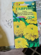 Отзыв на Семена. Бархатцы «Купидон лимонно-желтый», 0,05 г от Надежда Булатова