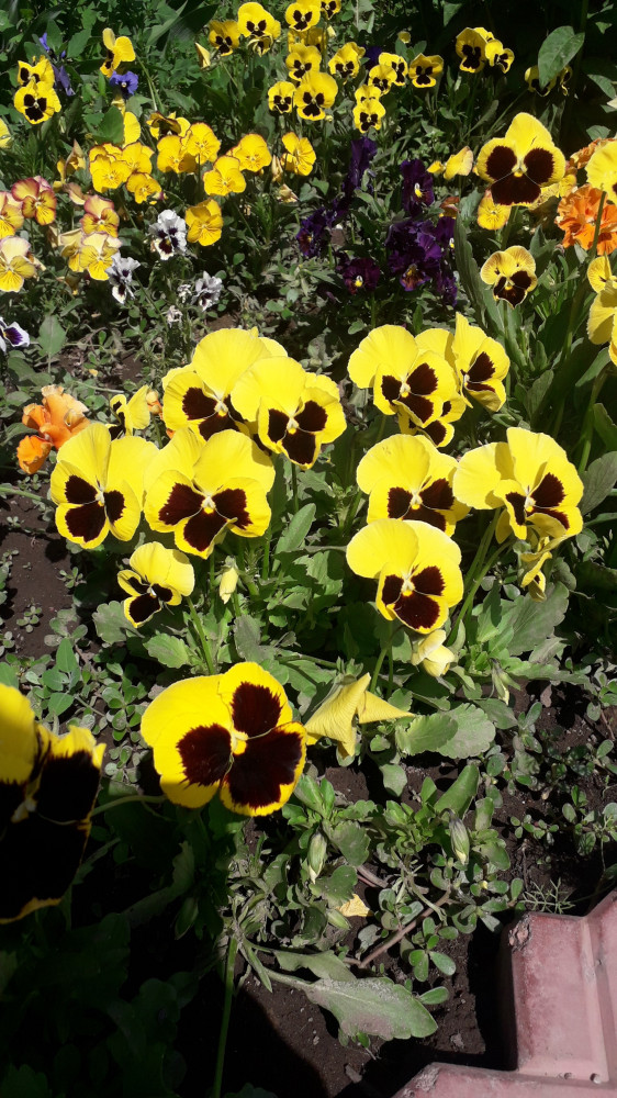 Семена. Виола «Золотая корона», 0,1 г — Виола — Аэлита