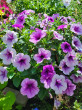 Отзыв на Семена. Петуния суперкаскадная «F1 Волна Сливовая», 4 шт от Ольга 