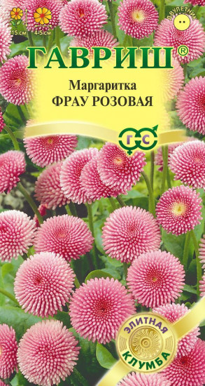 Маргаритка «Фрау розовая», 5 шт