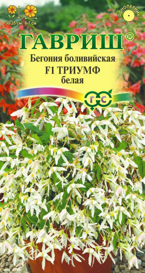 Семена. Бегония боливийская «Триумф белый F1», 5 шт