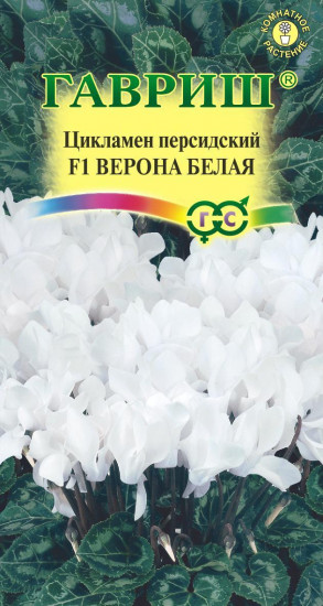 Цикламен персидский «Верона белая F1», 3 шт