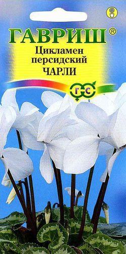 Цикламен персидский «Чарли», 3 шт