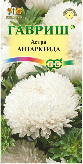 Семена. Астра «Антарктида» пионовидная, 0,3 г