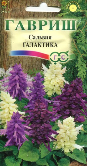 Сальвия карликовая «Галактика», 8 шт