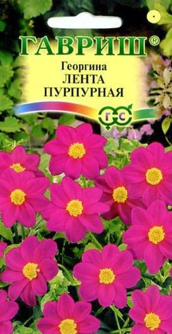 Семена. Георгина «Лента пурпурная», 0,2 г