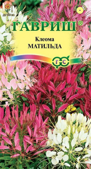 Семена. Клеома «Матильда», колючая, 0,3 г