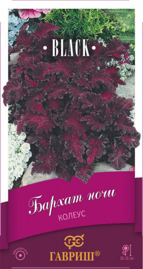 Семена. Колеус «Бархат ночи», 4 шт