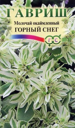 Молочай окаймленный «Горный снег», 0,5 г