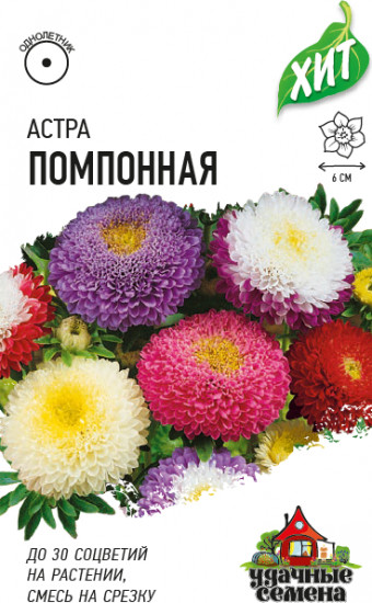 Астра «Помпонная»