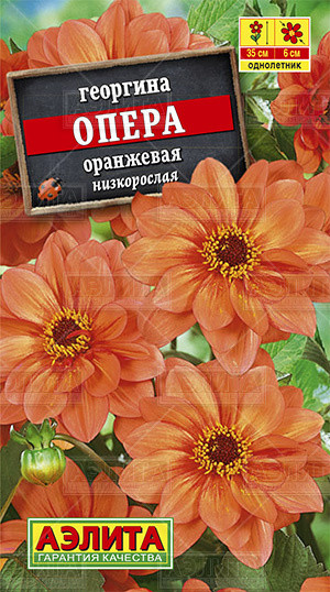 Георгина «Опера оранжевая»
