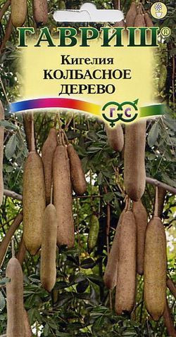 Кигелия «Колбасное дерево», 3 шт