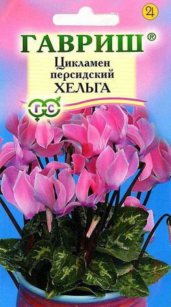 Цикламен персидский «Хельга», 3 шт