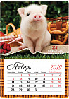 Календарь отрывной на магните «Символ года» 2019