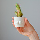 Набор для выращивания «Усы»