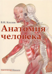 Анатомия человека