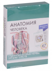 Анатомия человека. Спинномозговые нервы