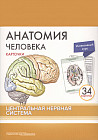 Анатомия человека. Центральная нервная система. 34 карточки