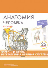Анатомия человека.Черепные нервы. Карточки