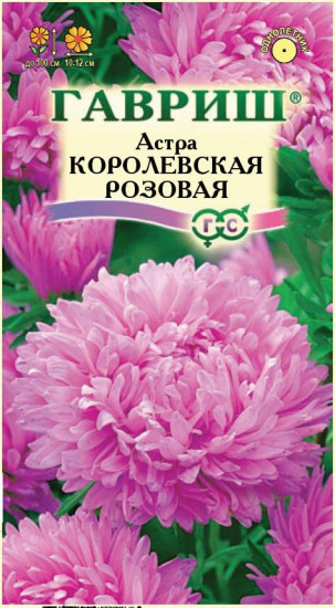 Астра «Королевская розовая»