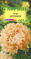 Астра «Кремовая»
