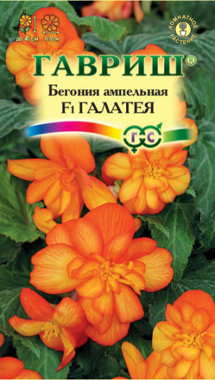 Бегония ампельная «Галатея»