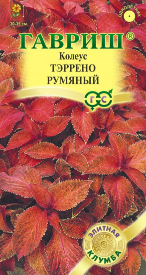 Колеус «Тэррено румяный»