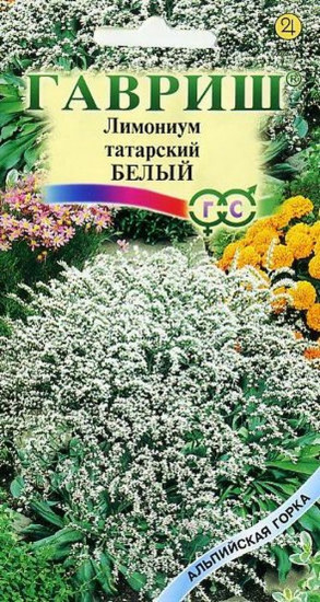 Лимониум татарский «Белый»