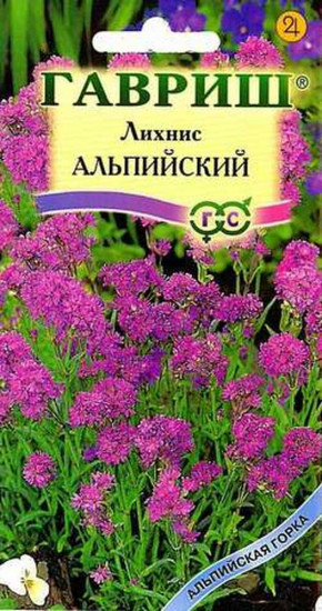 Лихнис альпийский