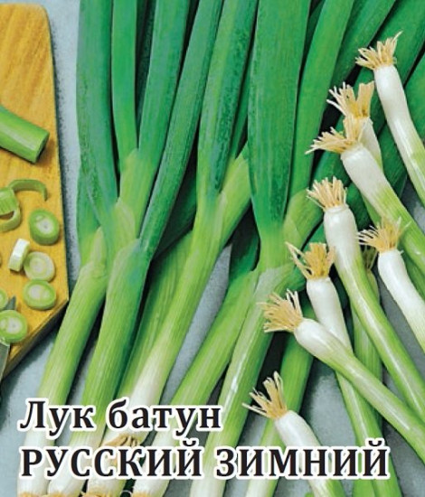 Лук батун «Русский зимний»