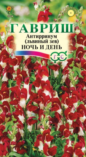 Львиный зев «Ночь и день»