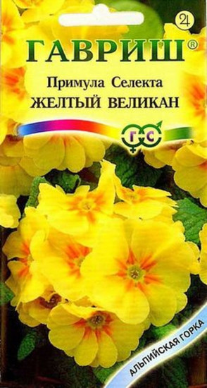 Примула «Желтый великан»