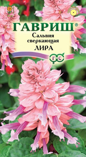 Сальвия сверкающая «Лира»