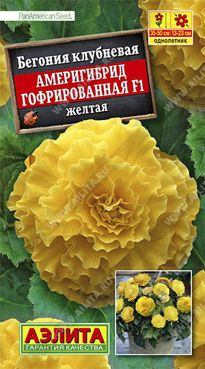 Бегония «Америгибрид гофрированная F1»