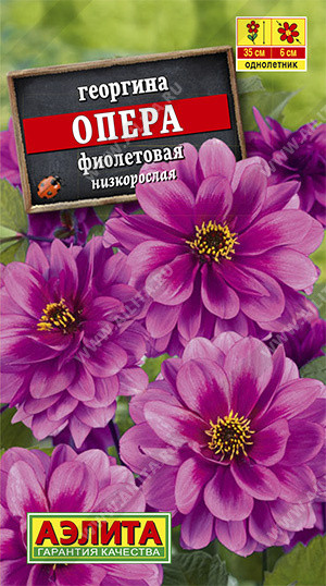 Георгина «Опера фиолетовая»