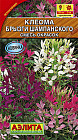 Семена. Клеома «Брызги шампанского» (смесь окрасок)