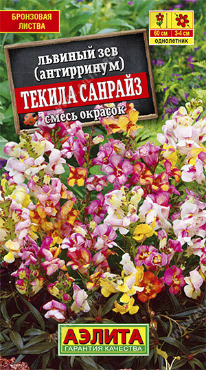 Львиный зев «Текила санрайз»