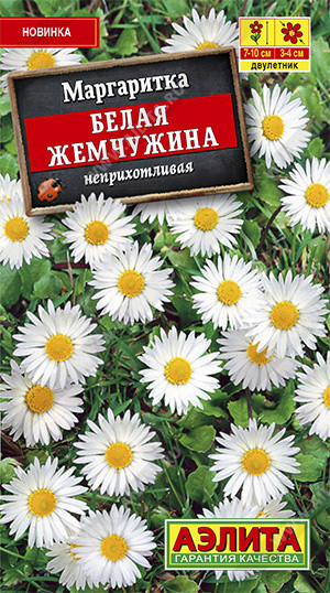 Маргаритка «Белая жемчужина»