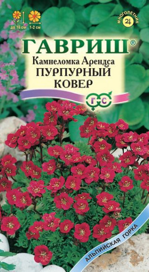 Камнеломка Арендса «Пурпурный ковер»