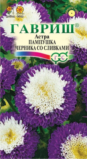 Астра «Пампушка черника со сливками»
