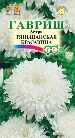 Астра «Тяньшанская красавица» пионовидная белая