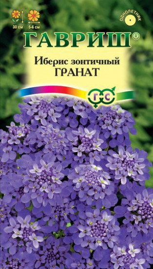 Иберис «Гранат»