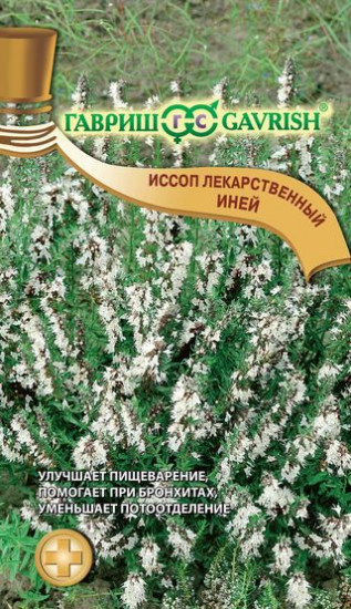 Иссоп «Иней»