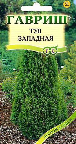 Туя западная «Канди Страйп»