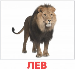Набор из 20 карточек «Дикие животные»
