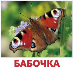 Набор из 20 карточек «Насекомые»