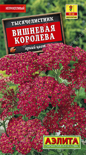 Тысячелистник «Вишневая королева»