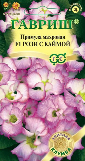 Примула «Рози с каймой»