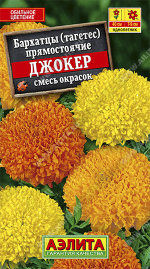 Бархатцы «Джокер»