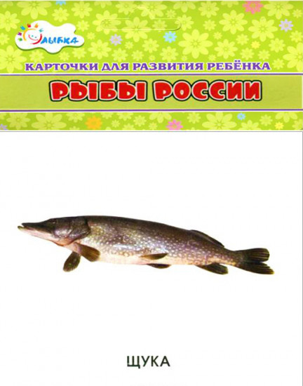 Карточки для развития ребенка «Рыбы России»